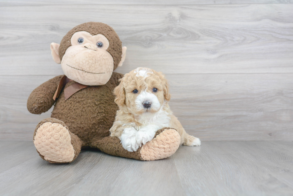 Little Golden Retriever Poodle Mix Puppy