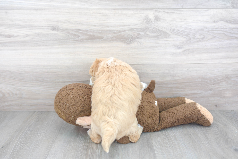 Adorable Golden Retriever Poodle Mix Puppy