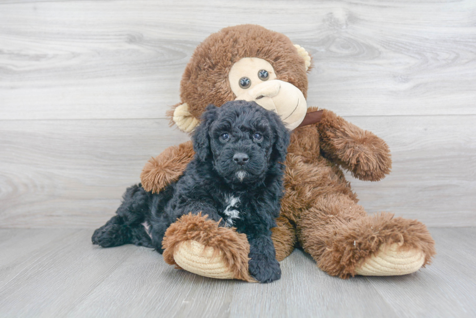 Little Golden Retriever Poodle Mix Puppy