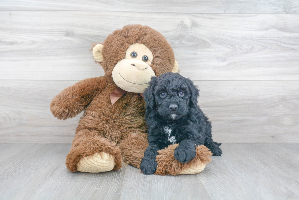 Petite Mini Goldendoodle Poodle Mix Pup