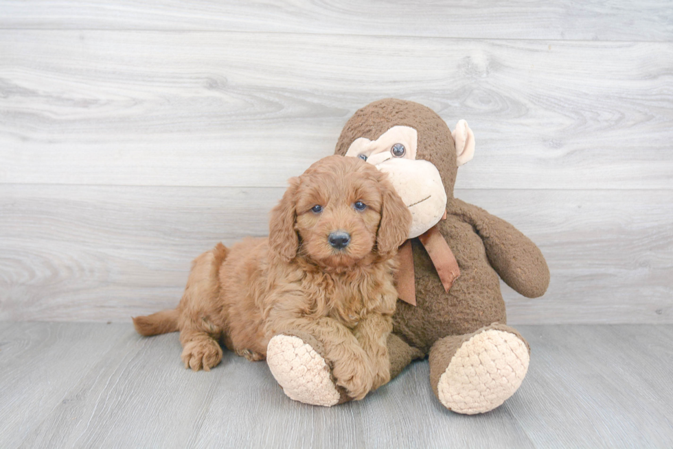 Energetic Golden Retriever Poodle Mix Puppy