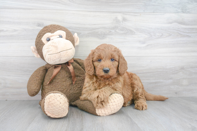 Mini Goldendoodle Pup Being Cute