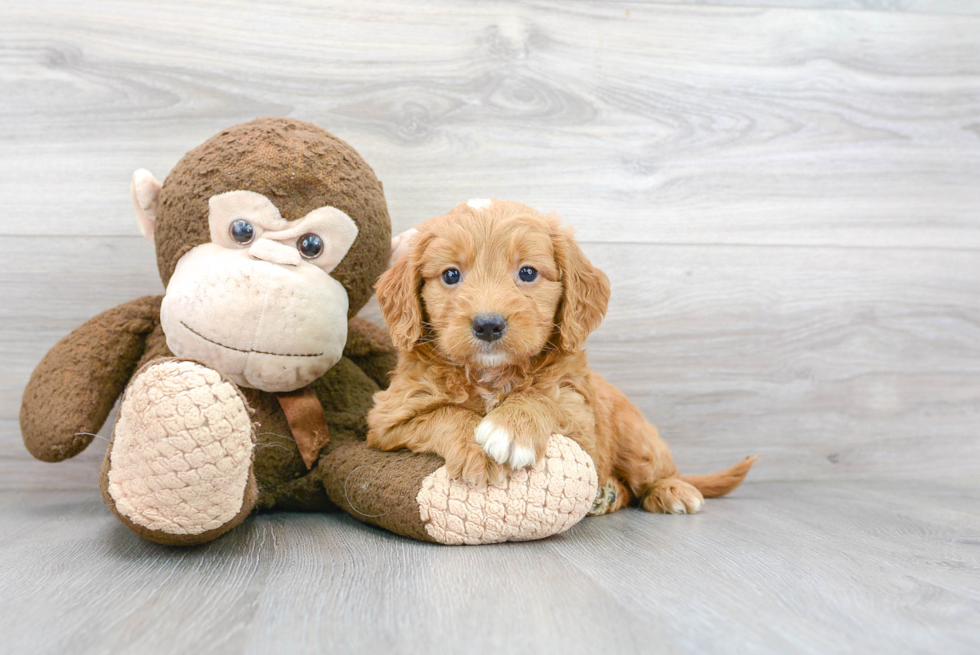 Mini Goldendoodle Pup Being Cute