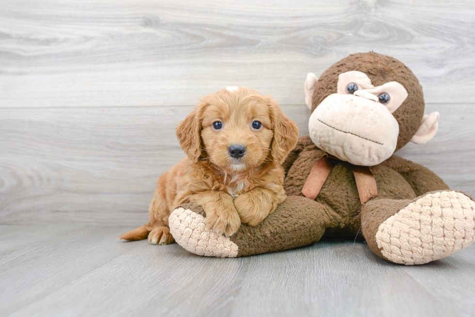 Cute Mini Goldendoodle Baby