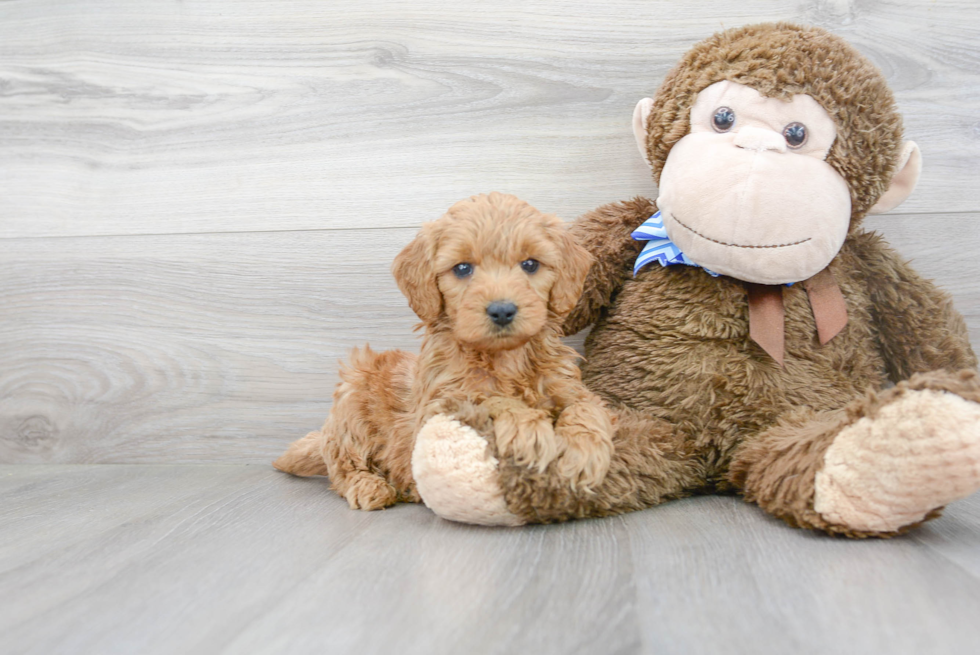 Mini Goldendoodle Puppy for Adoption