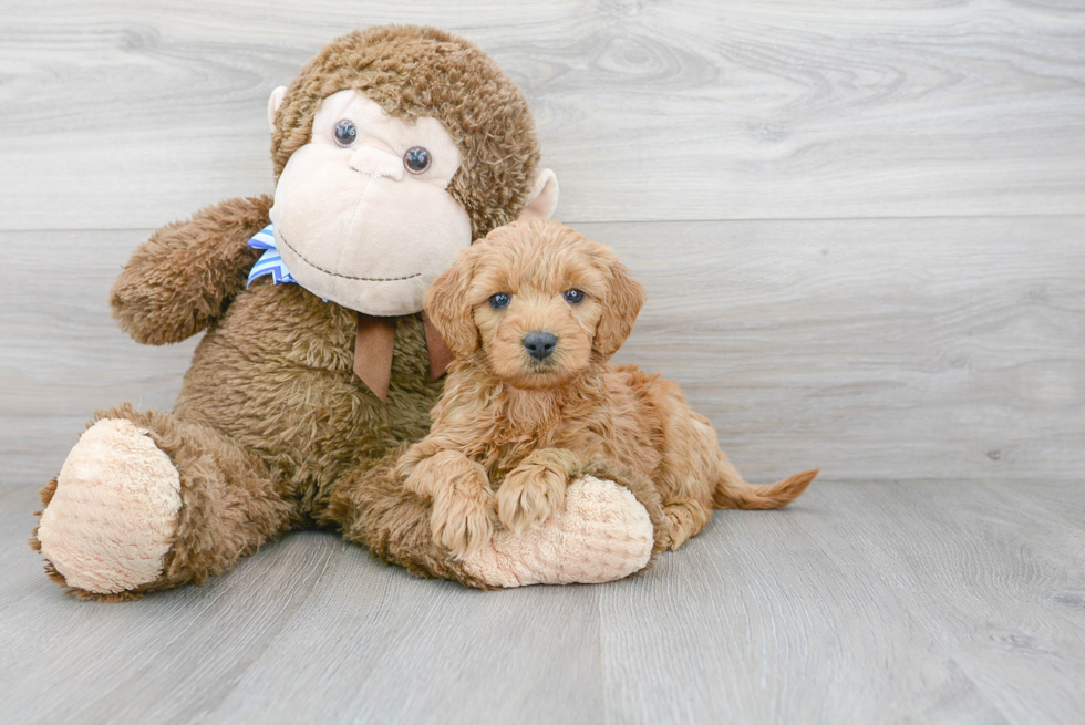 Playful Golden Retriever Poodle Mix Puppy