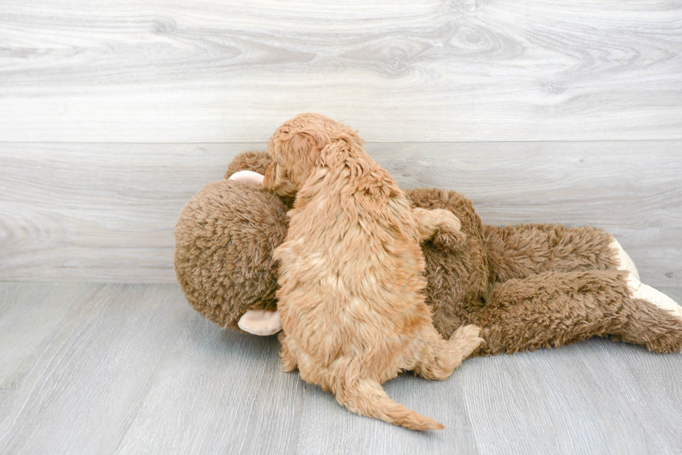 Mini Goldendoodle Pup Being Cute