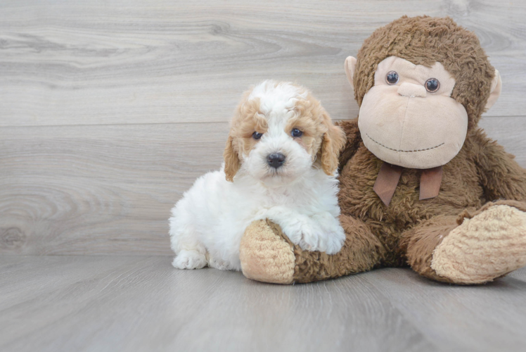 Popular Mini Goldendoodle Poodle Mix Pup