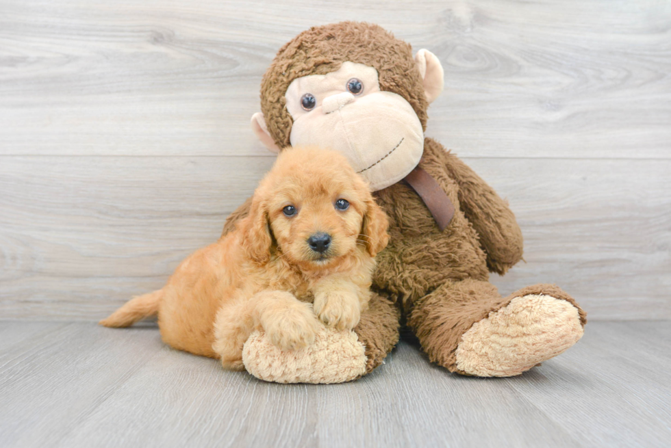 Little Golden Retriever Poodle Mix Puppy