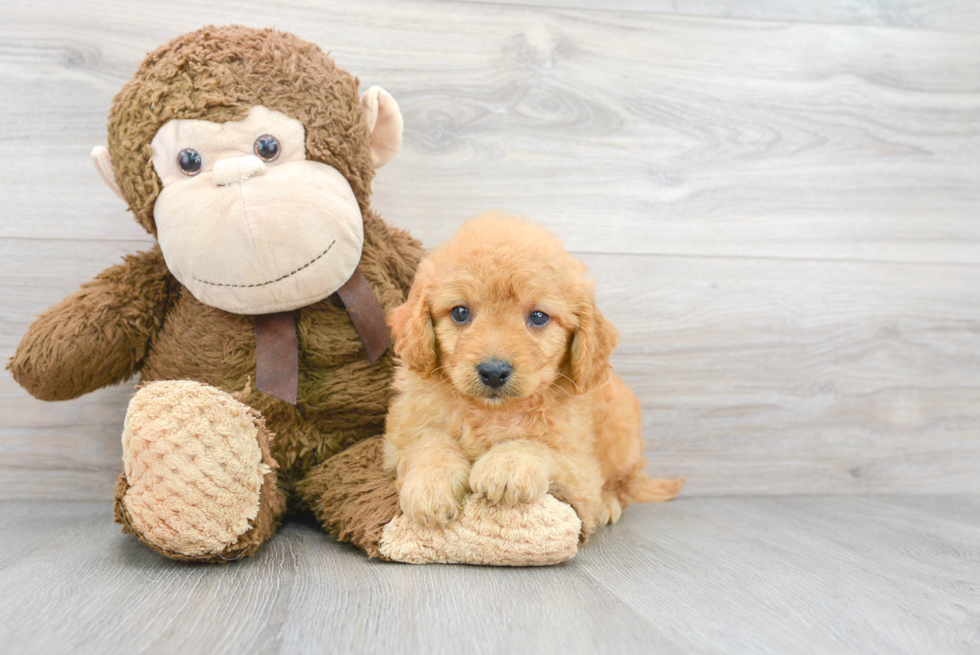 Best Mini Goldendoodle Baby