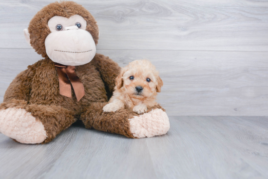 Petite Mini Goldendoodle Poodle Mix Pup