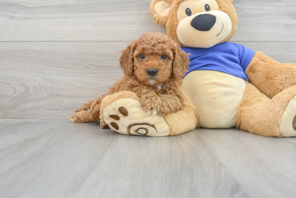 Mini Goldendoodle Puppy for Adoption