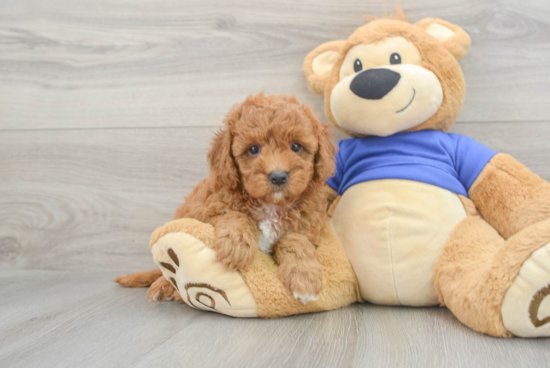 Energetic Golden Retriever Poodle Mix Puppy