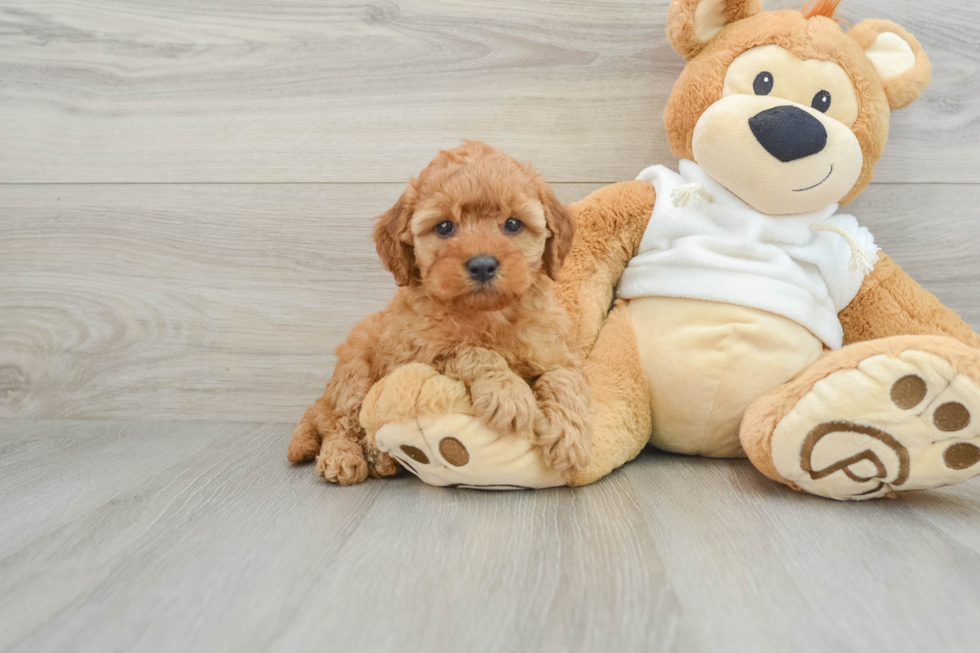 Best Mini Goldendoodle Baby