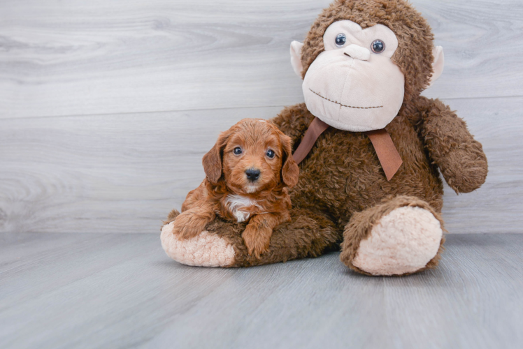 Playful Golden Retriever Poodle Mix Puppy