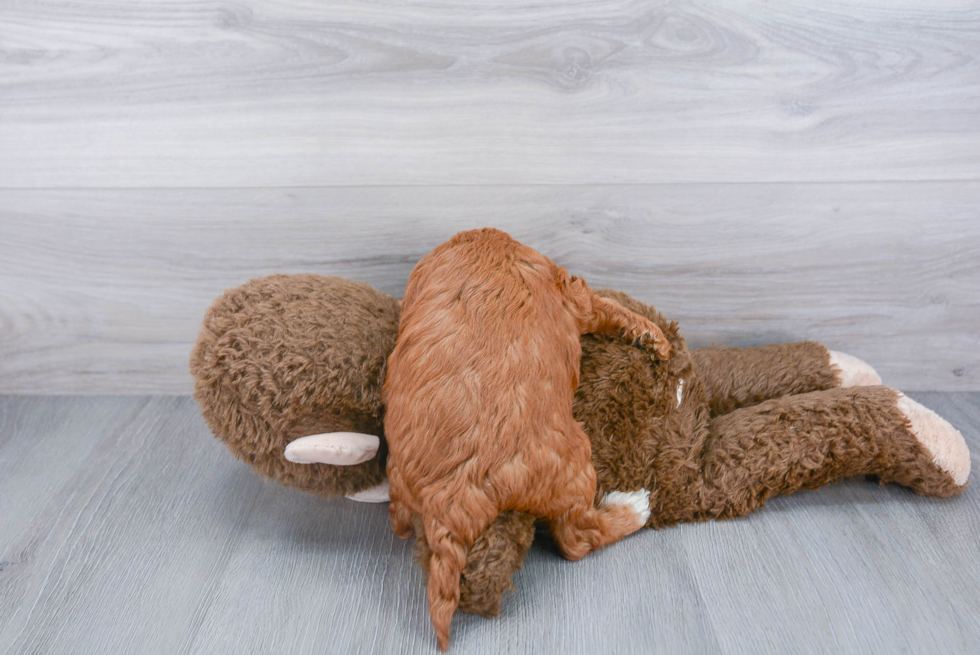 Mini Goldendoodle Pup Being Cute