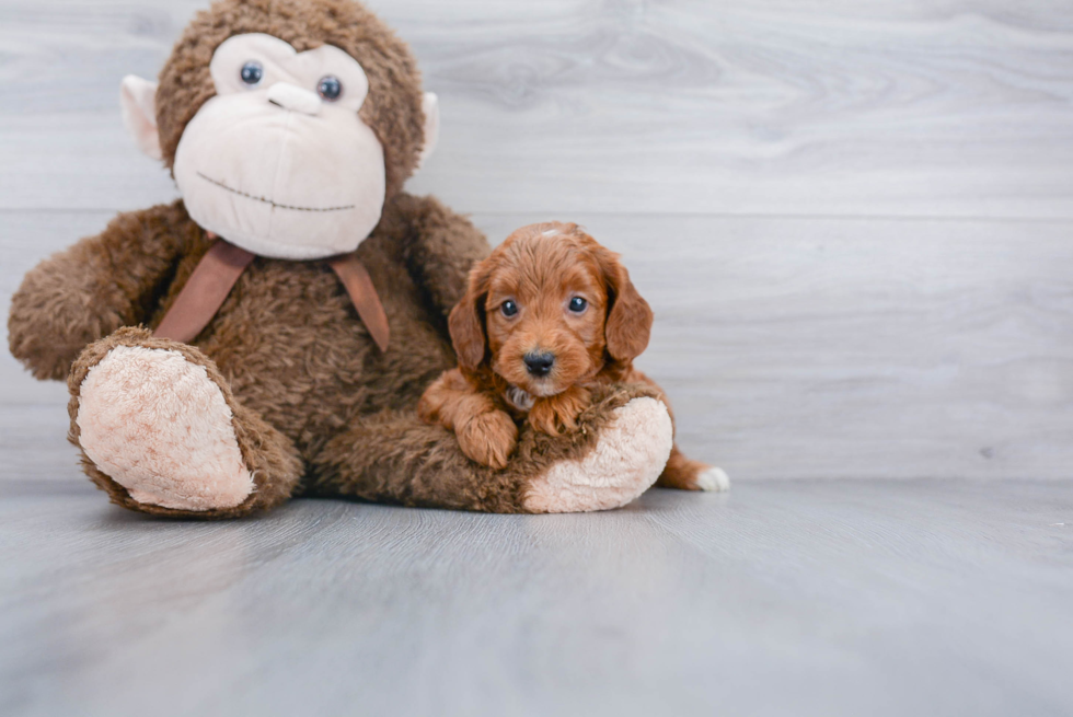 Mini Goldendoodle Puppy for Adoption