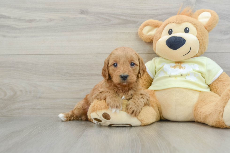 6 week old Mini Goldendoodle Puppy For Sale - Premier Pups