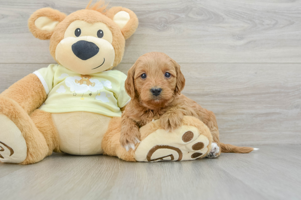 Little Mini Goldenpoo Poodle Mix Puppy