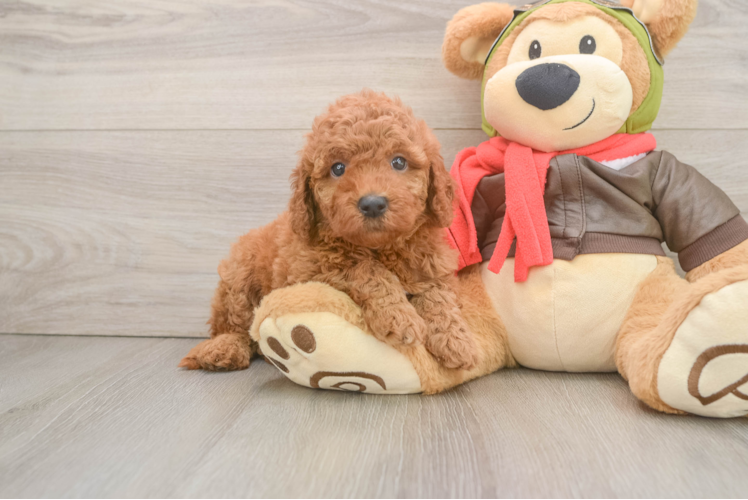 Mini Goldendoodle Puppy for Adoption
