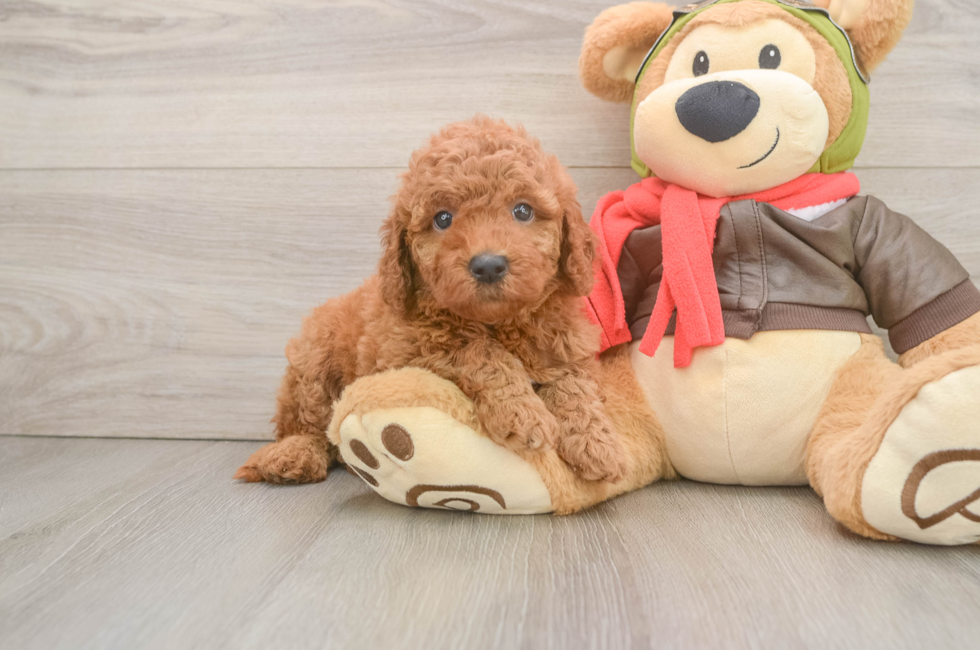5 week old Mini Goldendoodle Puppy For Sale - Premier Pups