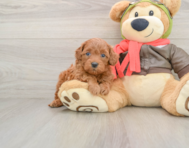 7 week old Mini Goldendoodle Puppy For Sale - Premier Pups