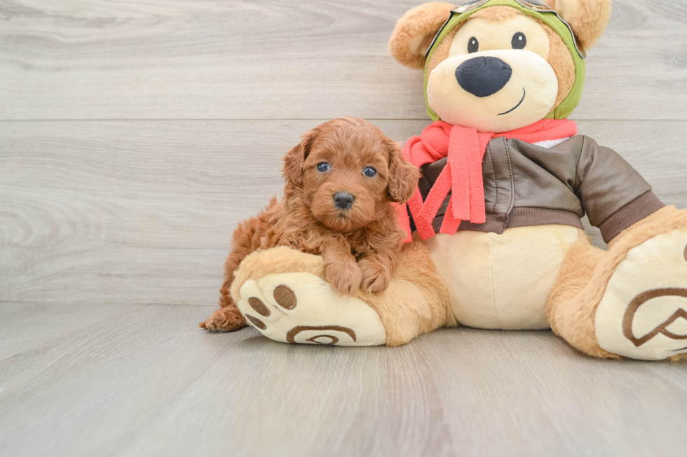 Small Mini Goldendoodle Baby