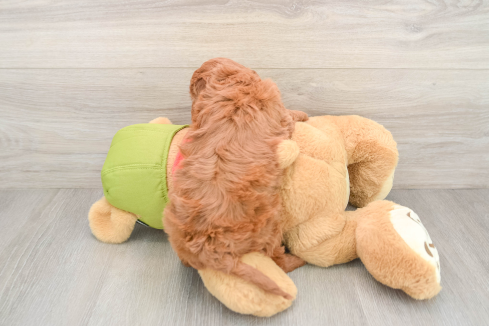 Friendly Mini Goldendoodle Baby