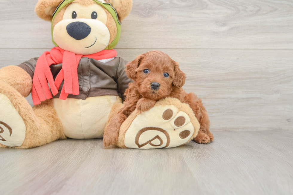 Best Mini Goldendoodle Baby