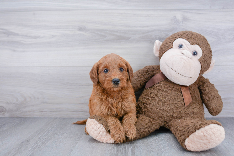 Friendly Mini Goldendoodle Baby