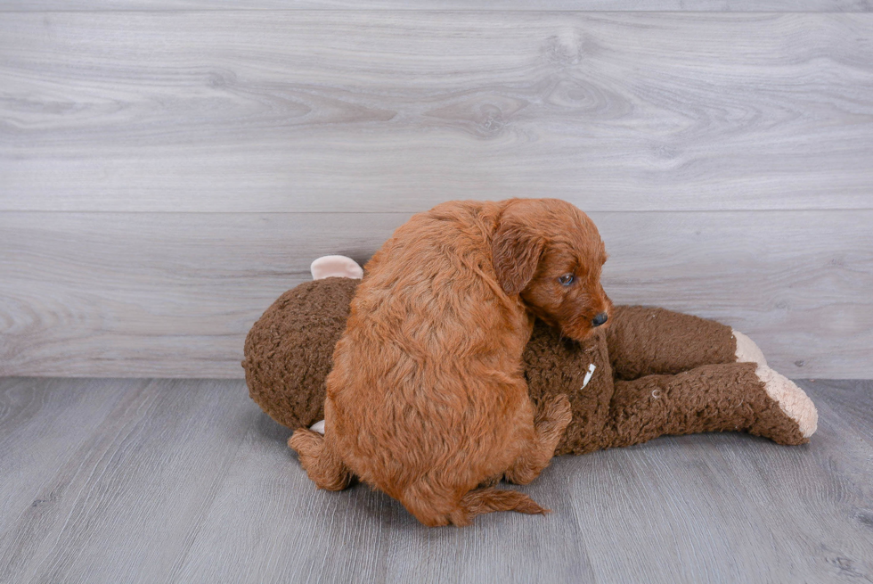 Mini Goldendoodle Puppy for Adoption