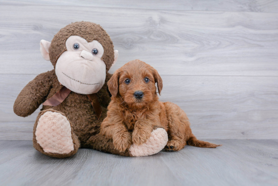 Mini Goldendoodle Pup Being Cute