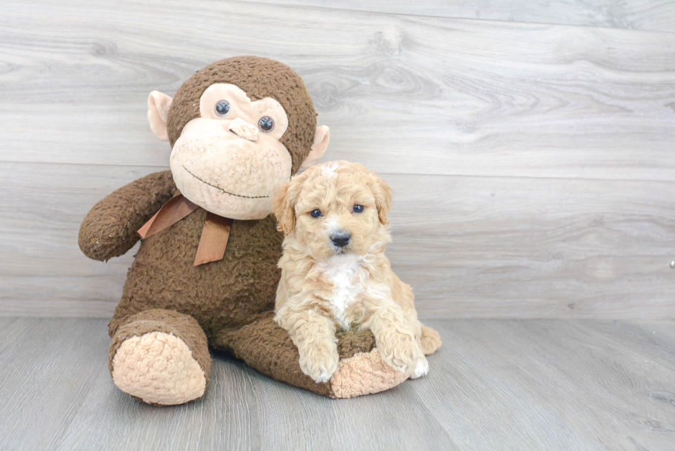 Sweet Mini Goldendoodle Baby