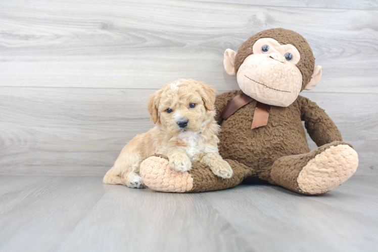 Energetic Golden Retriever Poodle Mix Puppy