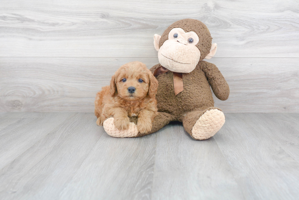 Adorable Golden Retriever Poodle Mix Puppy