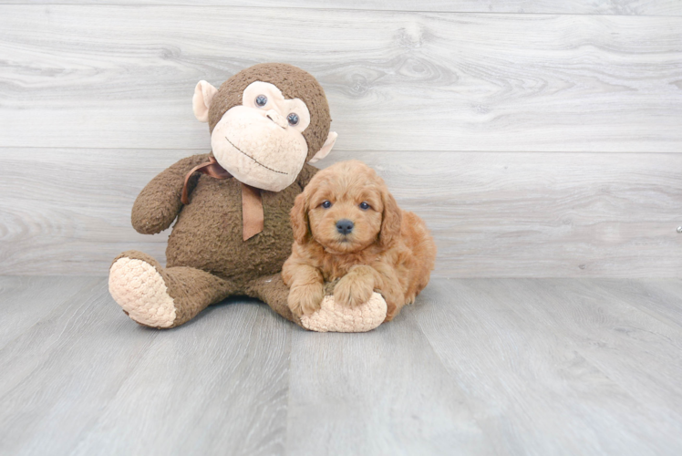 Mini Goldendoodle Puppy for Adoption