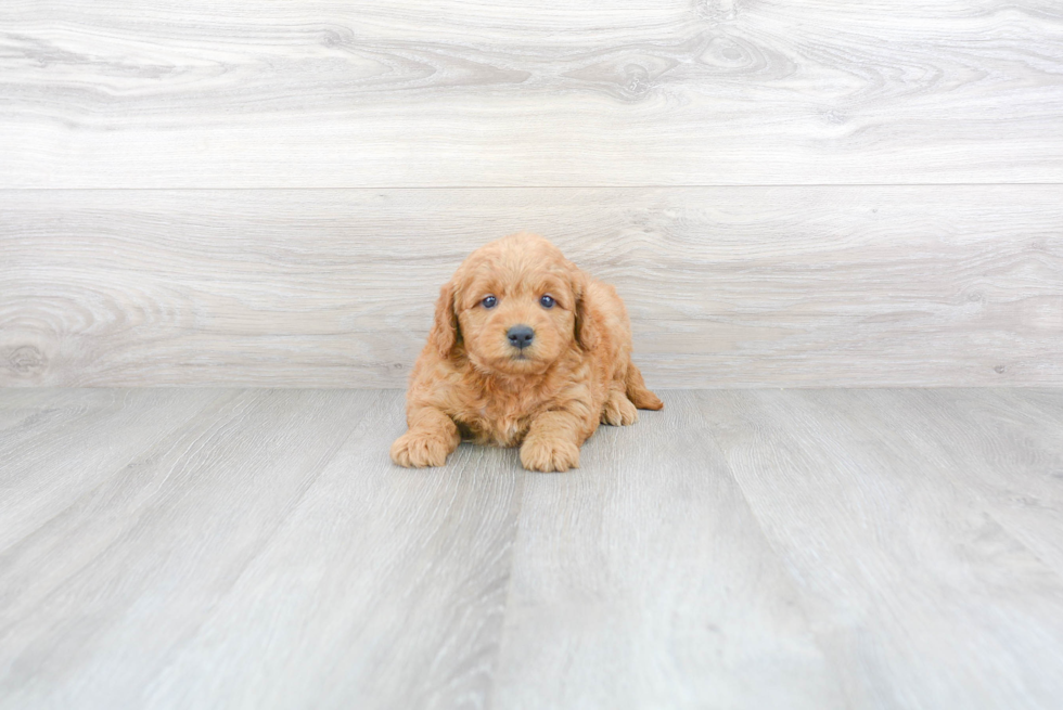 Best Mini Goldendoodle Baby