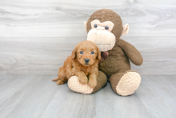 Little Golden Retriever Poodle Mix Puppy