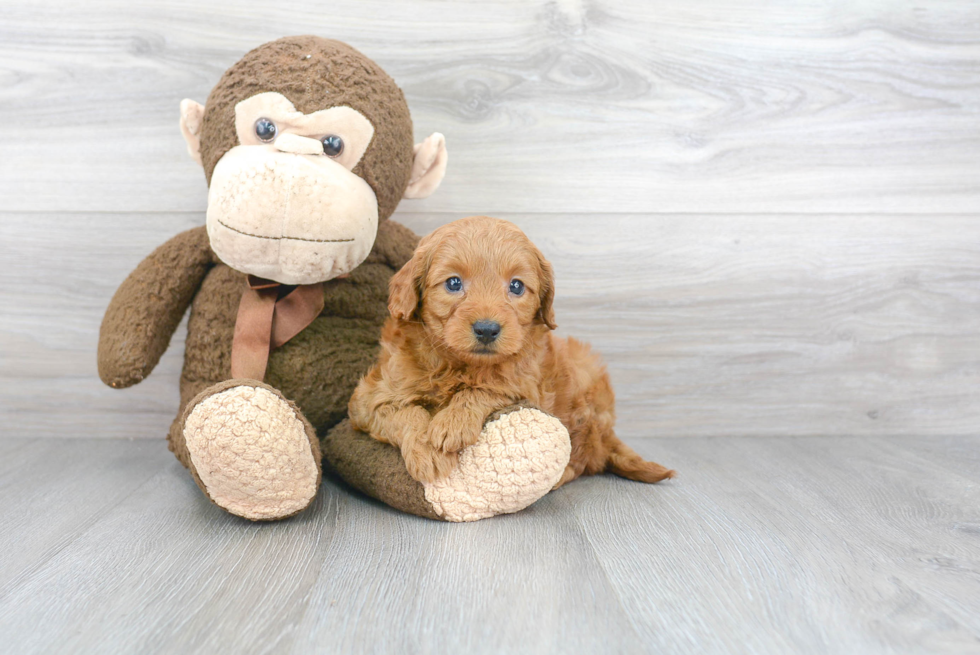 Smart Mini Goldendoodle Poodle Mix Pup