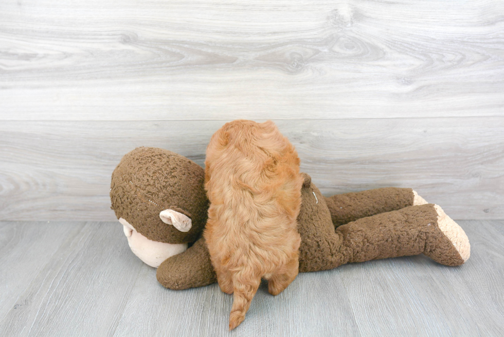 Energetic Golden Retriever Poodle Mix Puppy