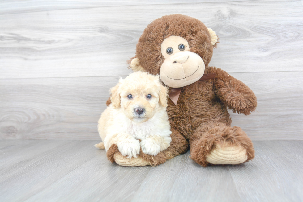 Popular Mini Goldendoodle Poodle Mix Pup