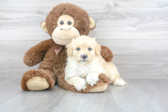 Friendly Mini Goldendoodle Baby