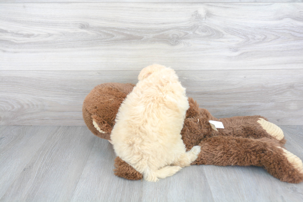 Funny Mini Goldendoodle Poodle Mix Pup