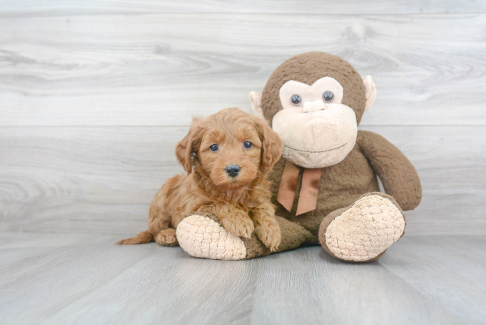 Smart Mini Goldendoodle Poodle Mix Pup