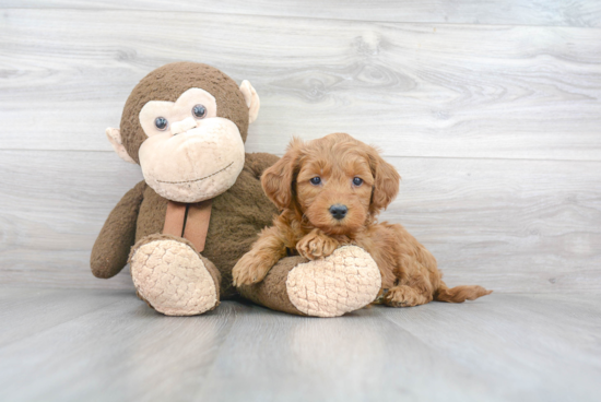 Mini Goldendoodle Puppy for Adoption