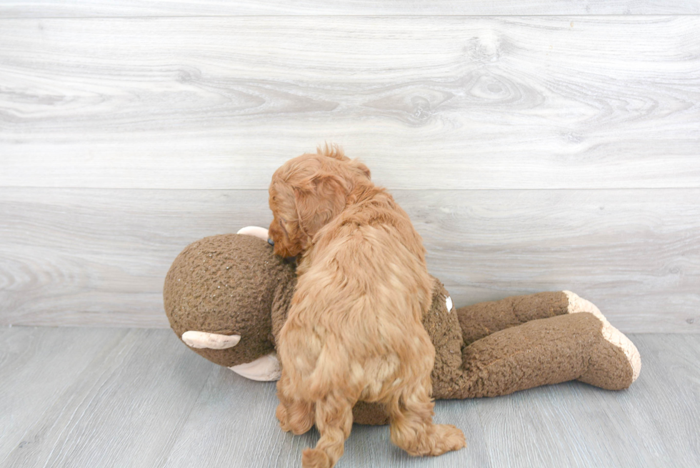 Hypoallergenic Golden Retriever Poodle Mix Puppy