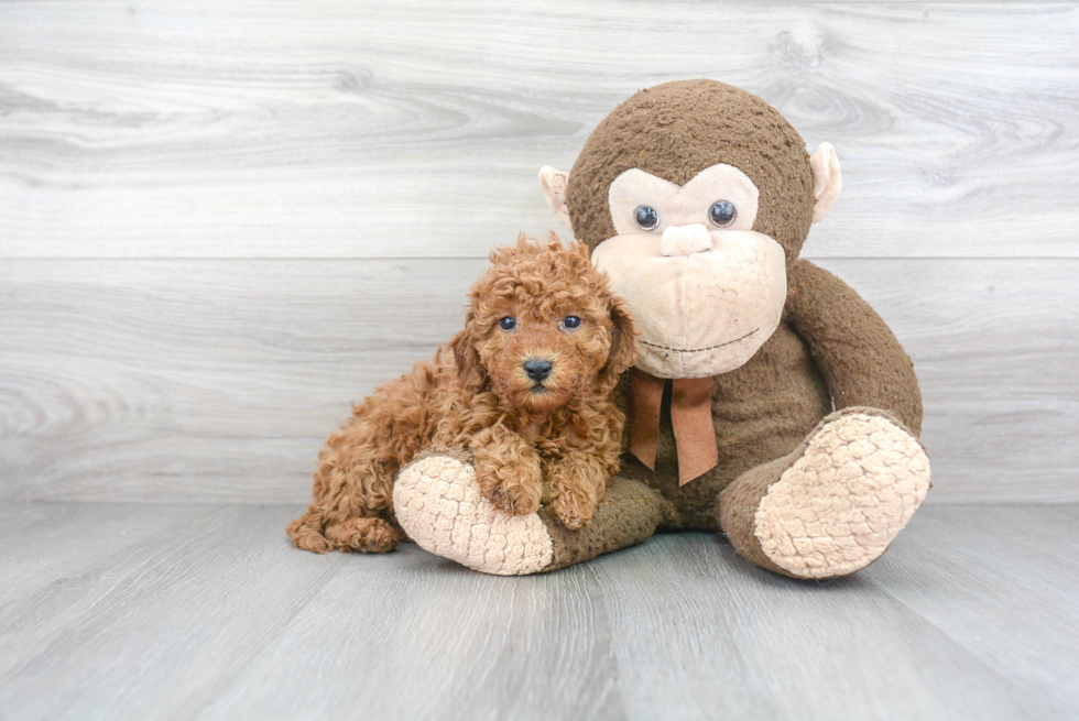 Popular Mini Goldendoodle Poodle Mix Pup