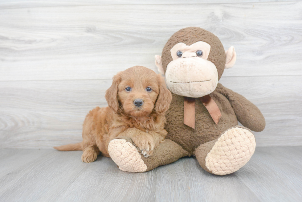 Best Mini Goldendoodle Baby