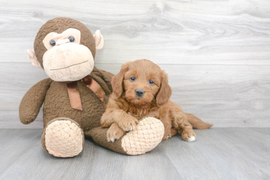 Funny Mini Goldendoodle Poodle Mix Pup