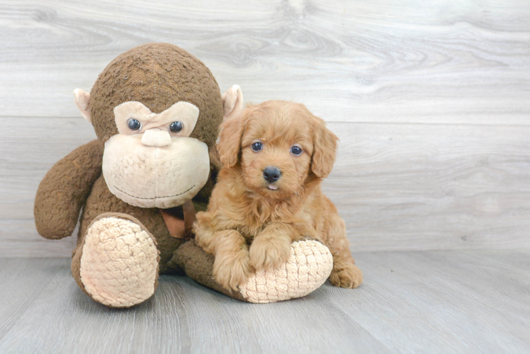 Best Mini Goldendoodle Baby